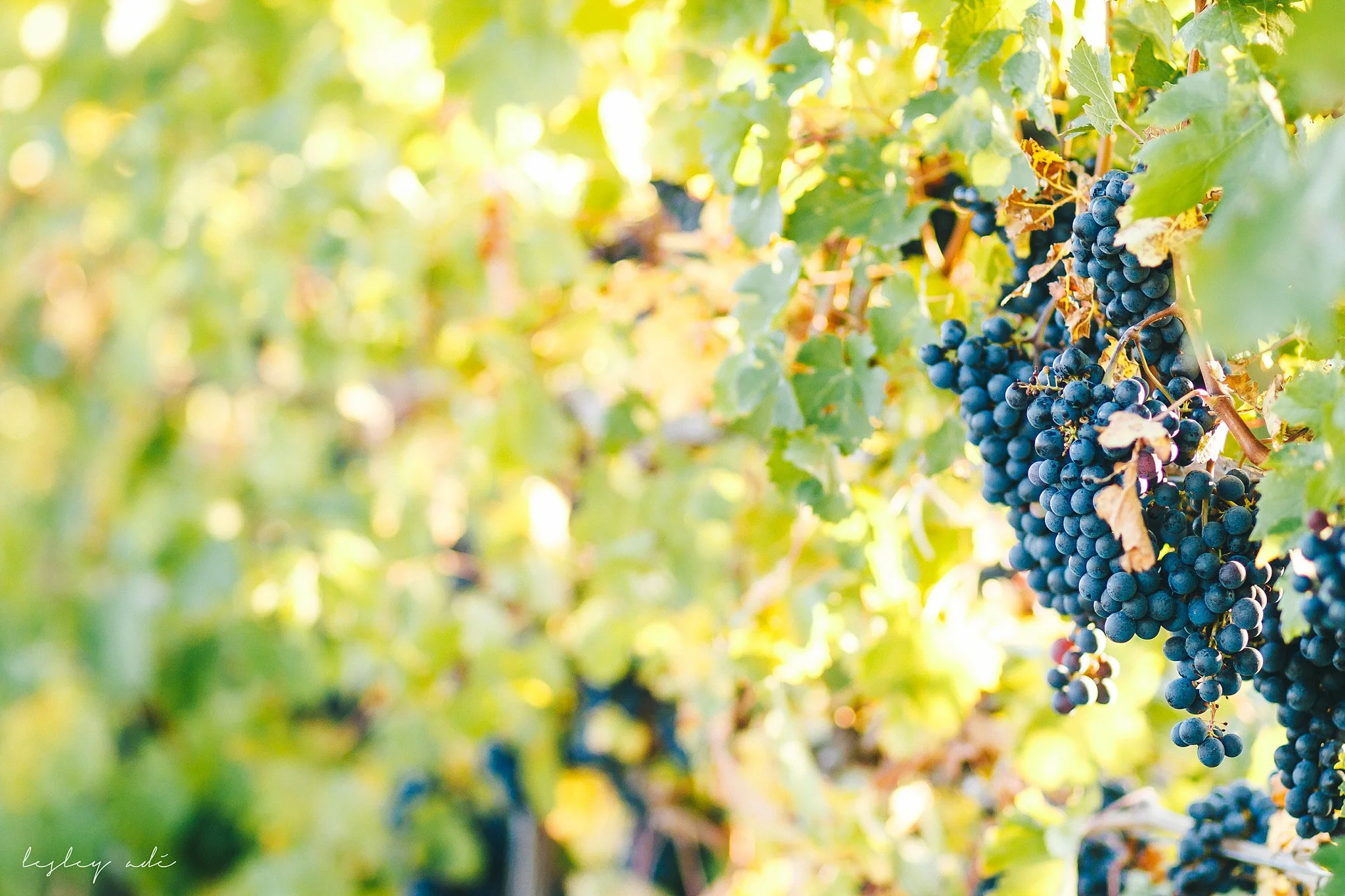 finger-lakes-fall-wedding-vineyard-177.jpg