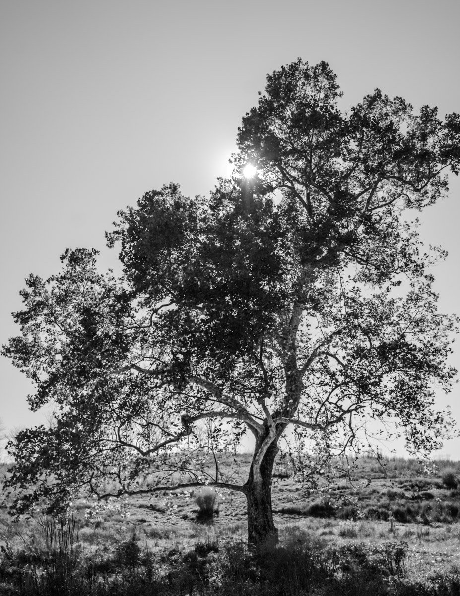 glenstone-tree.jpg