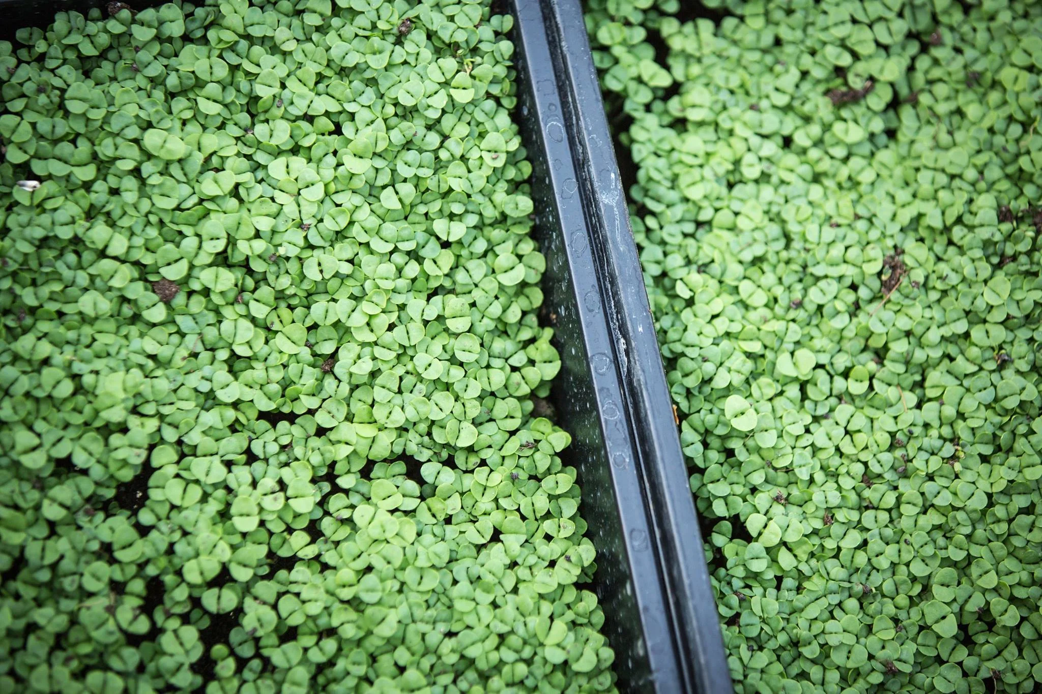 Basil micro greens Growing