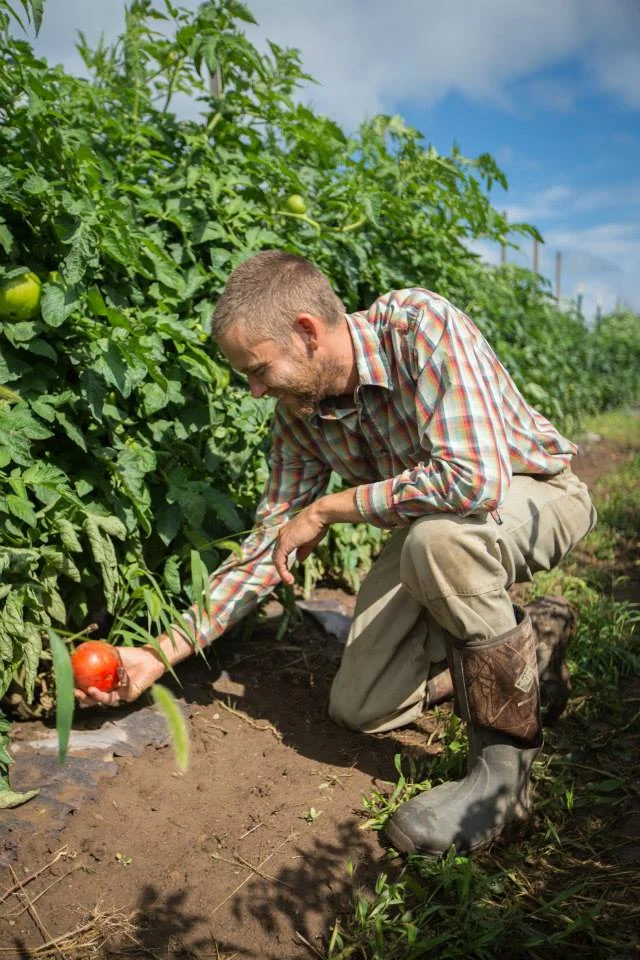 Tomato, Tomatoe!