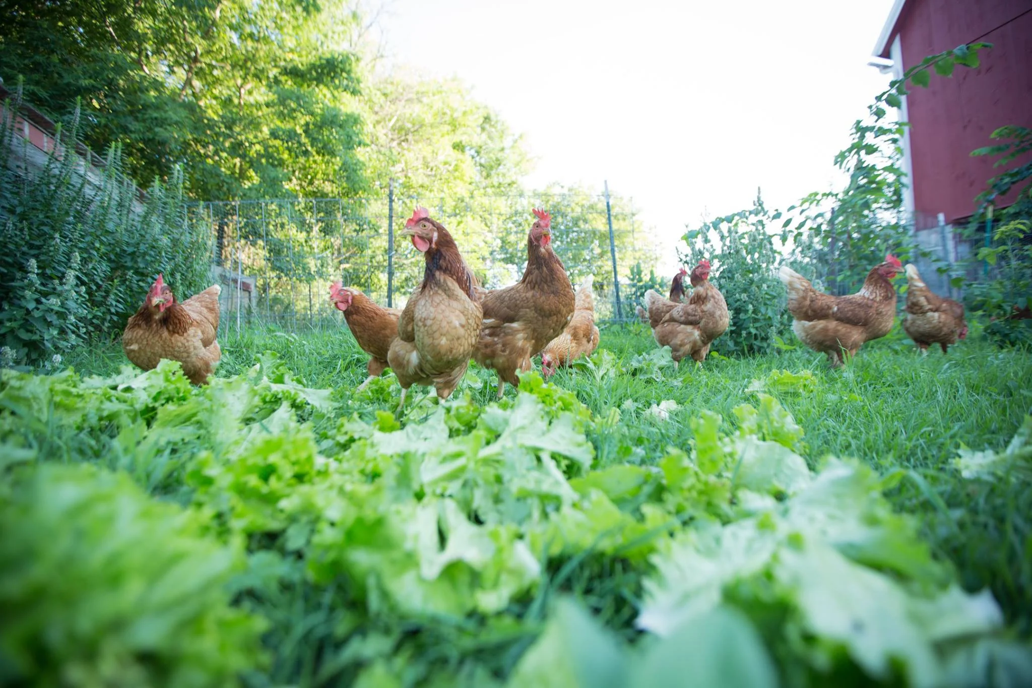 Camillias out in their paddock eating lettuce scraps. 