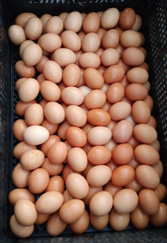 The beautiful washed eggs, laid by our gals.