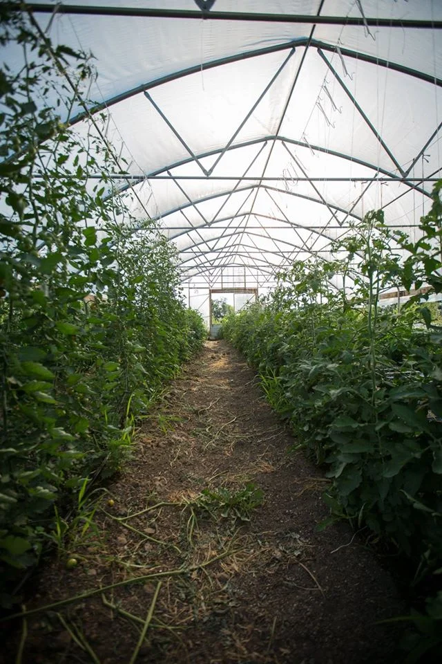 Hoop house with tomatoes