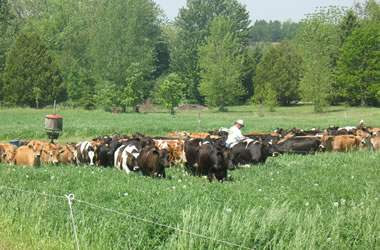For the BEST in pastured meats, look at what GrassWay Organics has to offer! Grassfed jersey beef (no corn is ever fed), pastured poultry (meat chickens and turkeys), and fresh eggs. Local pork that is grazed and fed no GMO feeds or corn.