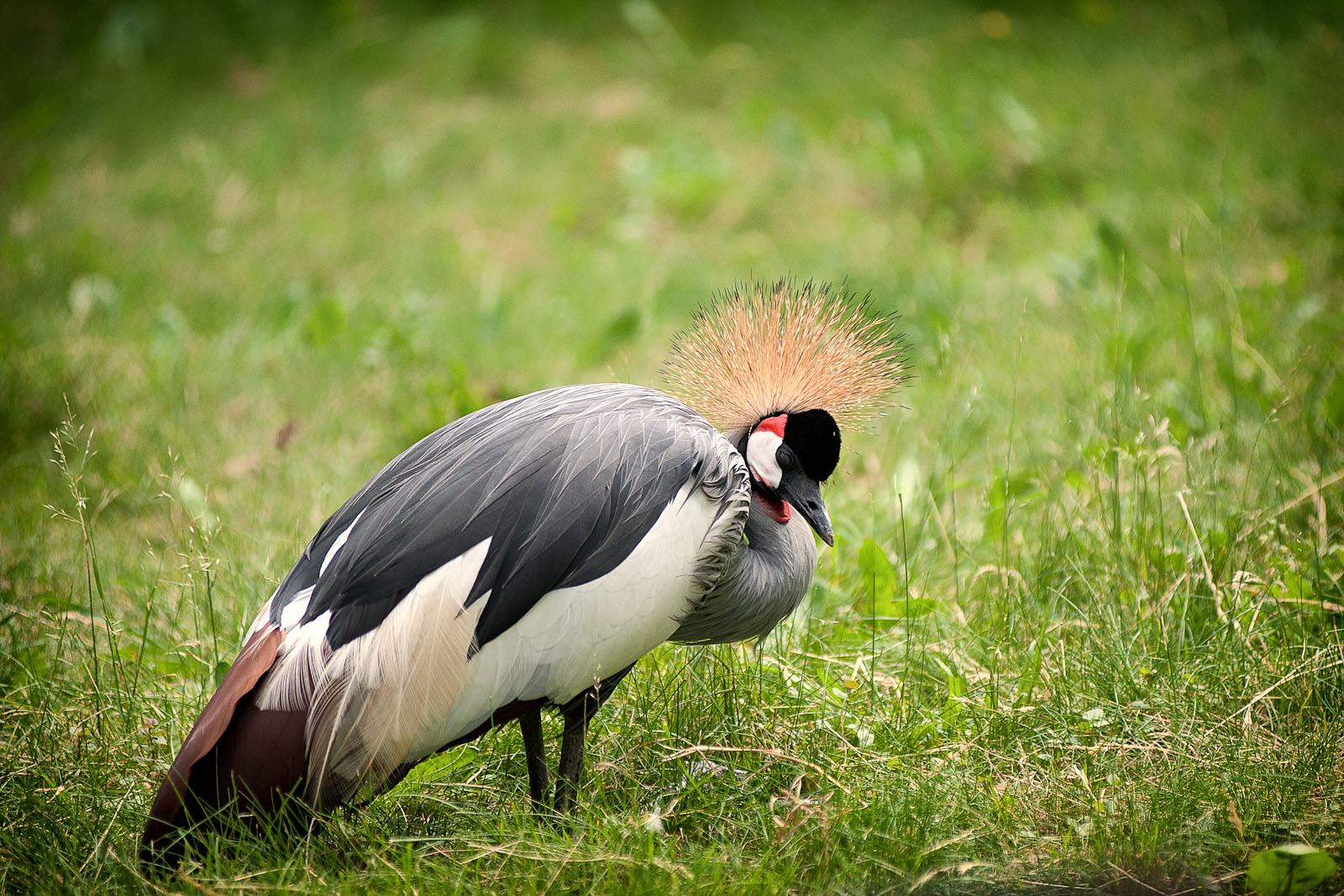 ZOO-Warszawa-2012-6.jpg