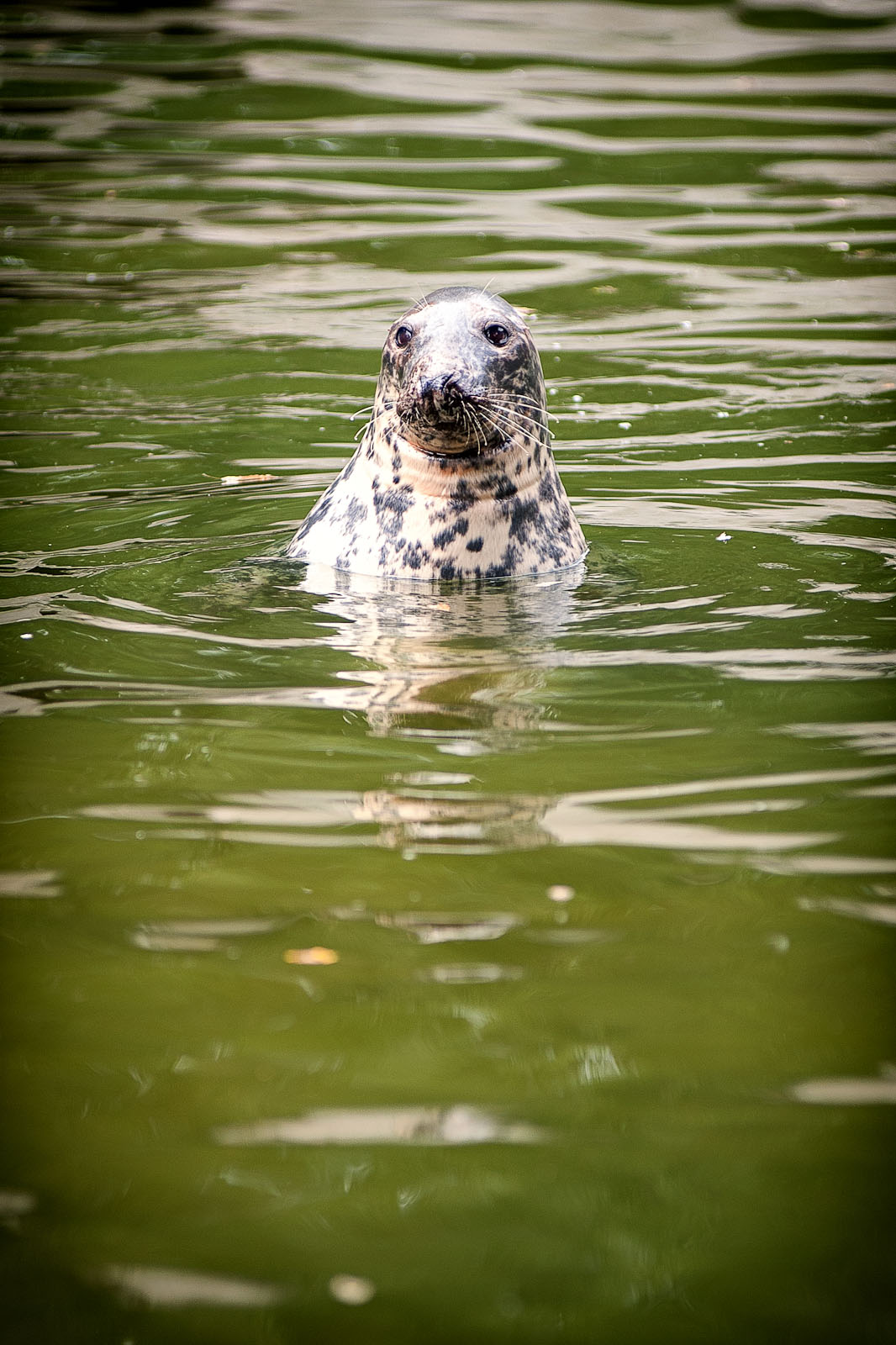 ZOO-Warszawa-2012-3.jpg