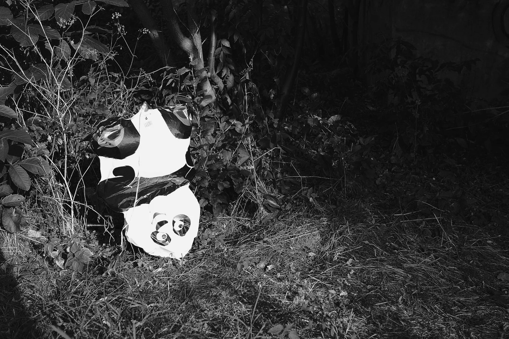 Pandy stają na głowie