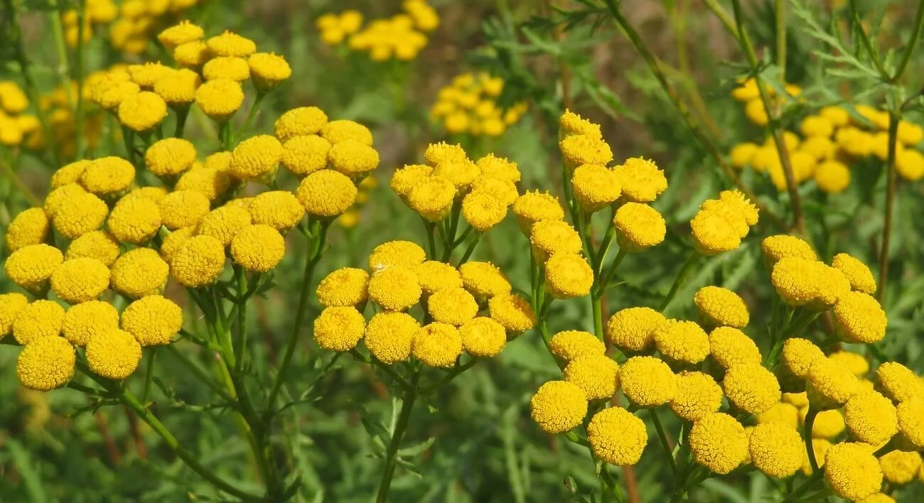 Tansy.jpeg
