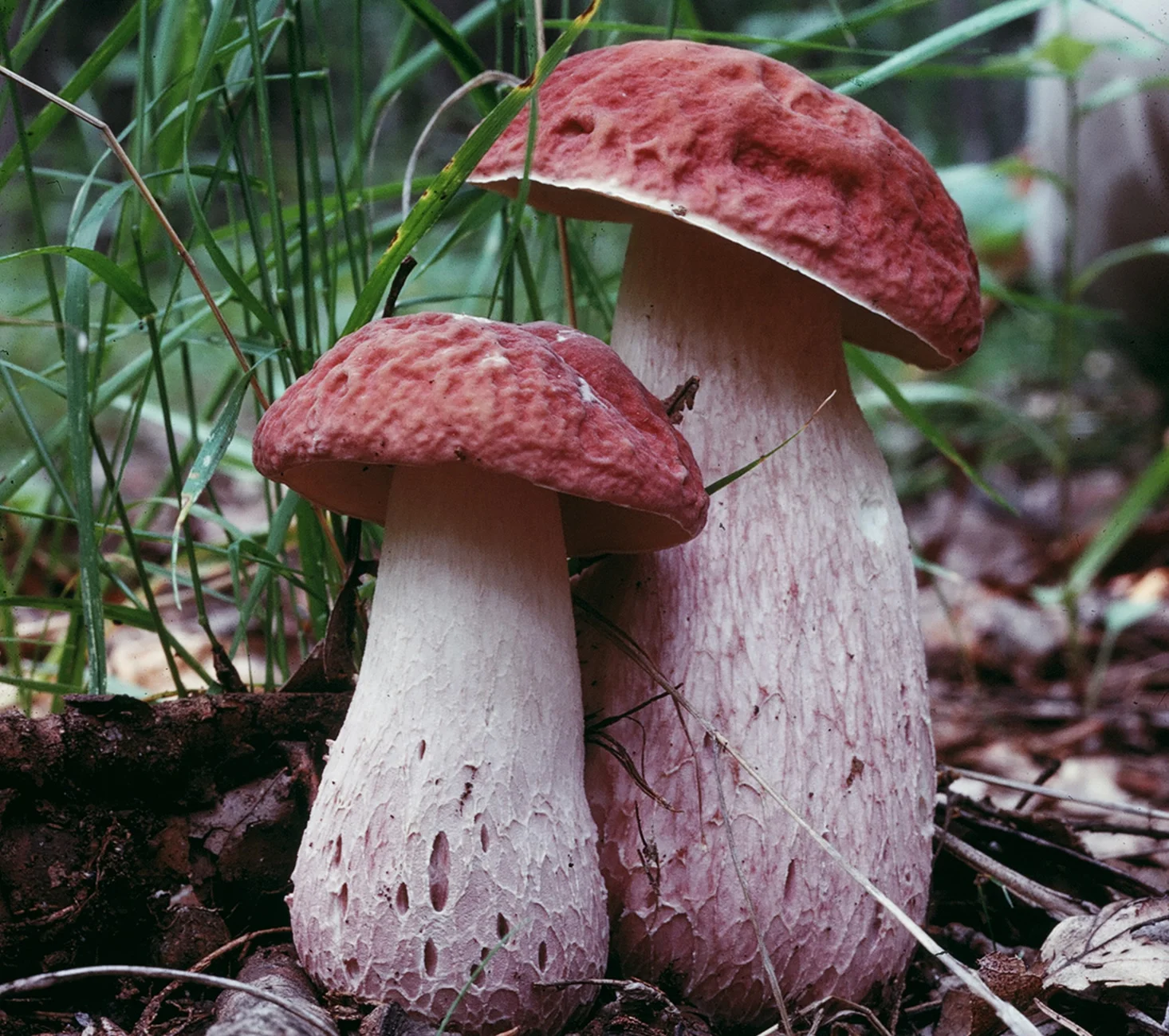 joes_mushrooms_wall.jpg