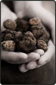 Hands holding a pile of black truffles, with a dog in the background.