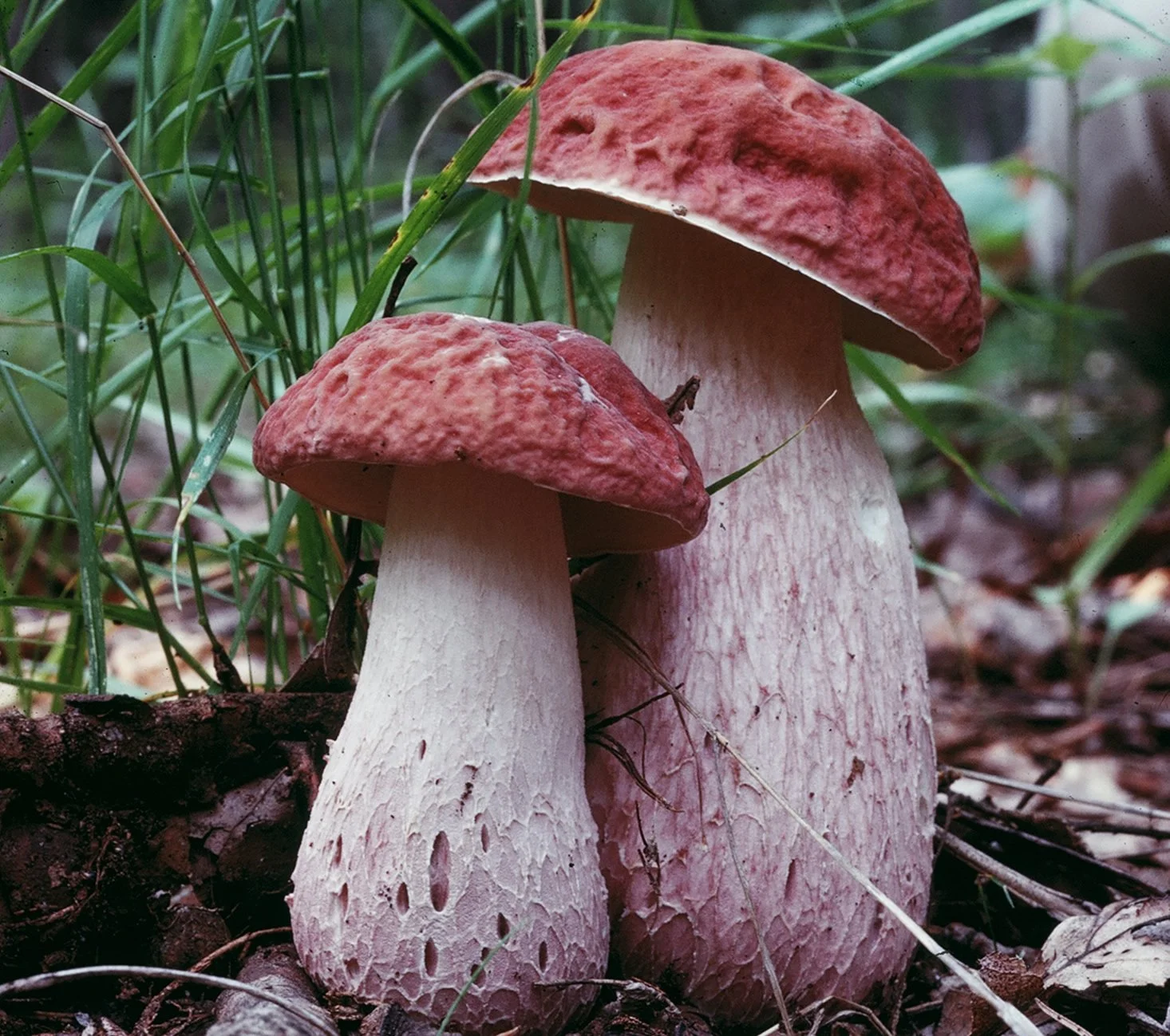 Two pinkish red mushrooms with textured caps grow among green grass and forest floor debris.