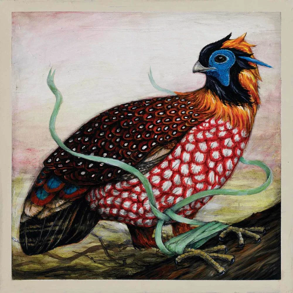 tragopan.jpg