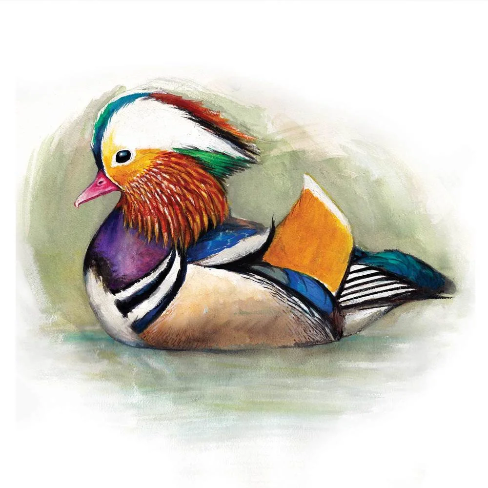 mandarinduck.jpg
