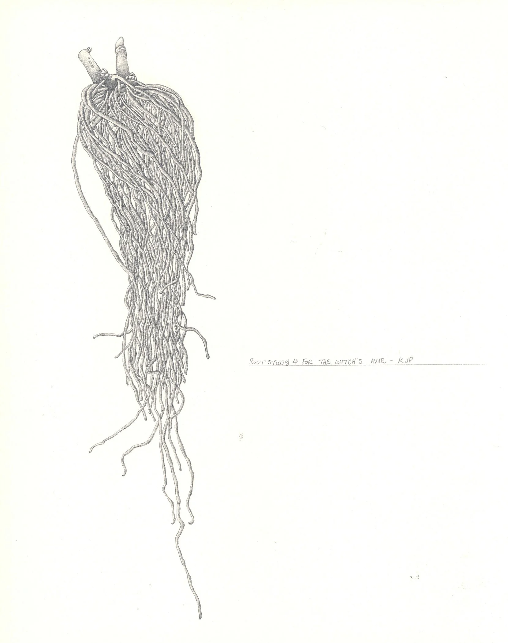 Kristin Plucar, Root Study 4 for the Witch_s Hair, 2017, Graphite, 14x11.jpg