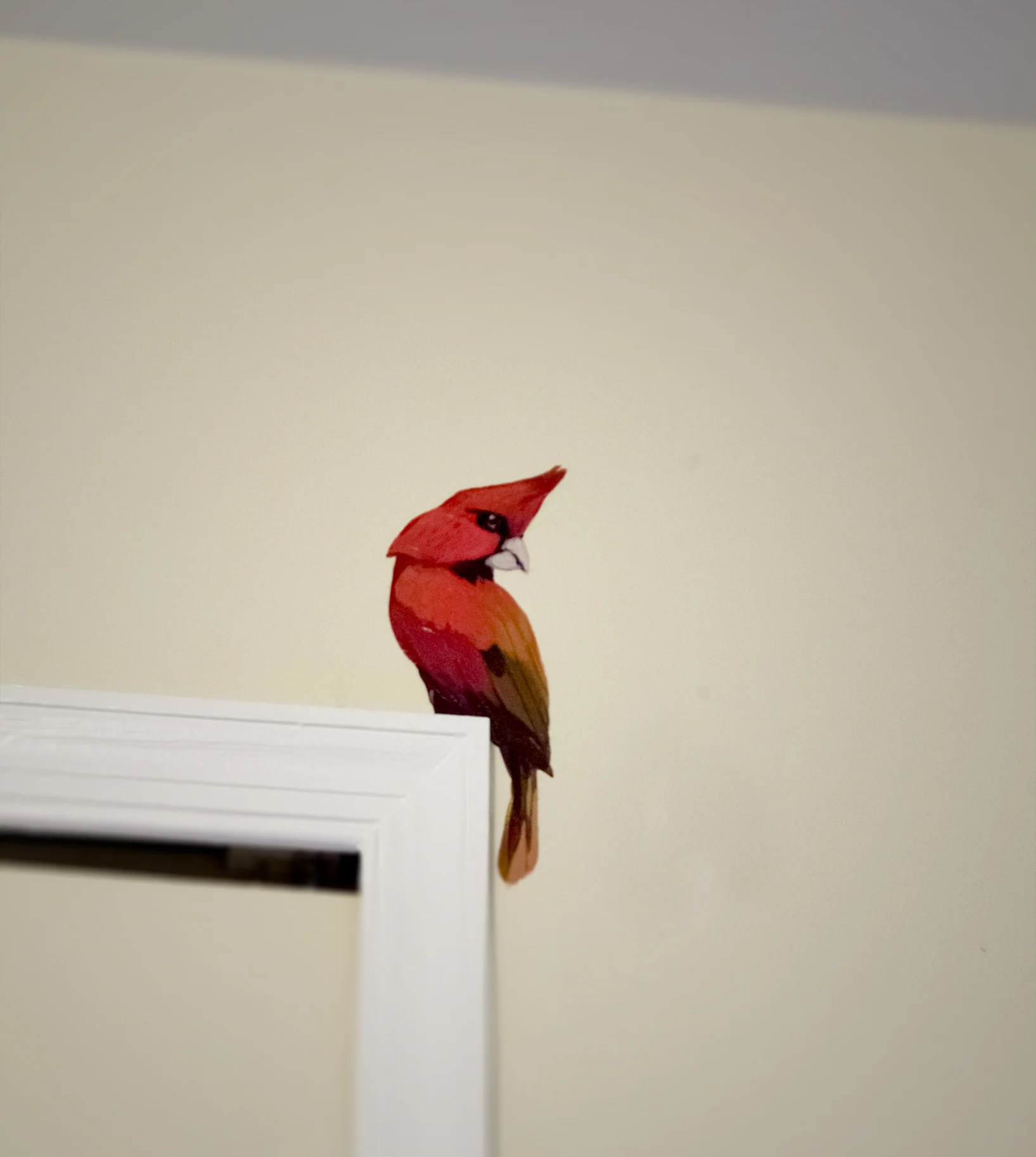 cardinal1 copy.jpg
