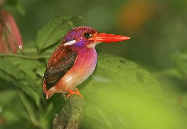 'ceyx' kingfisher (THE CUTEST!)