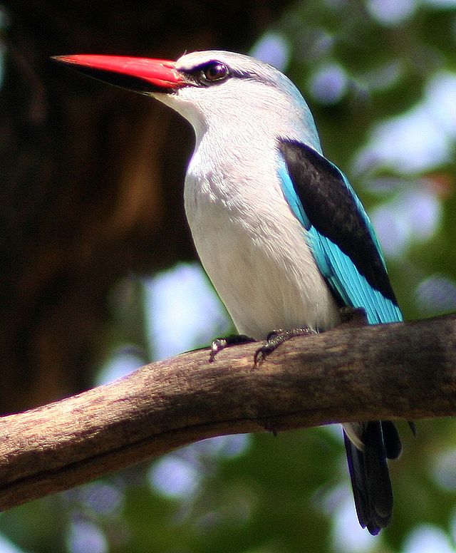 one of many 'halcyon' kingfishers