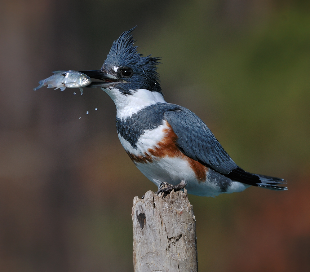 belted kingfisher (local!)