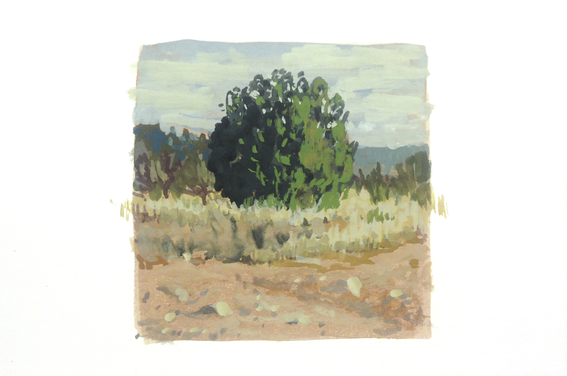 sedona bush.jpg