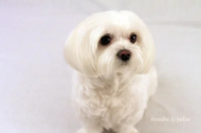 Mochi1_062010_watermark.jpg