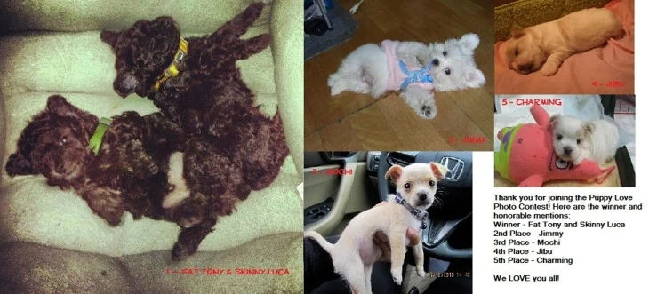 PuppyLoveWinners2.jpg