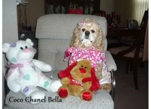 Coco Chanel Bella1.jpg