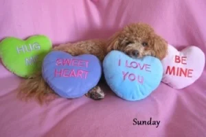 Sunday.jpg