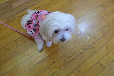 mochi2.jpg