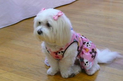 mochi5.jpg
