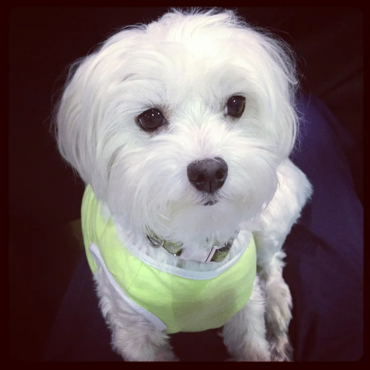 "Alert: human is taking a lunch break! I have to be very concentrated." - Jolie