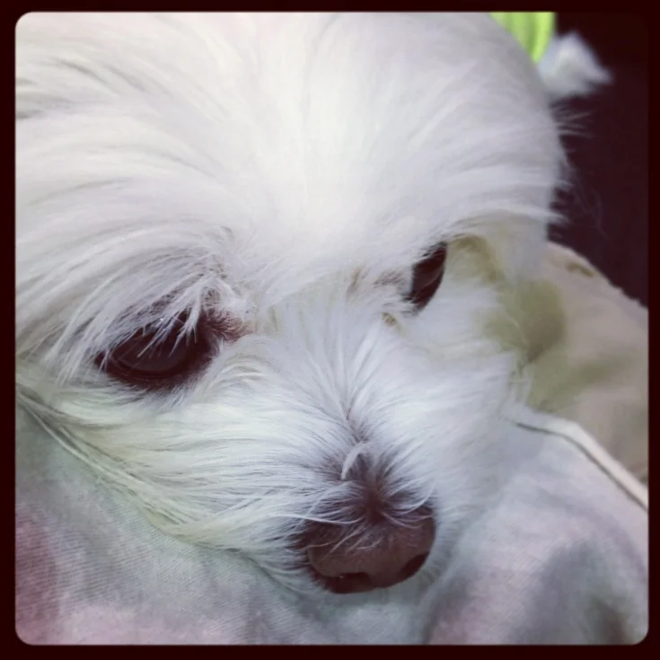 Mochi takes her break.