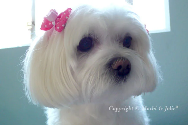 FuchsiaSwissRoll2_watermark.jpg
