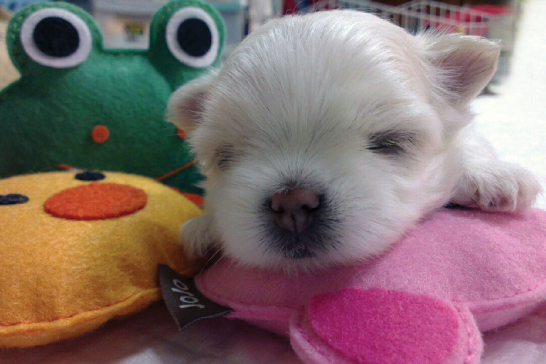 Jordy