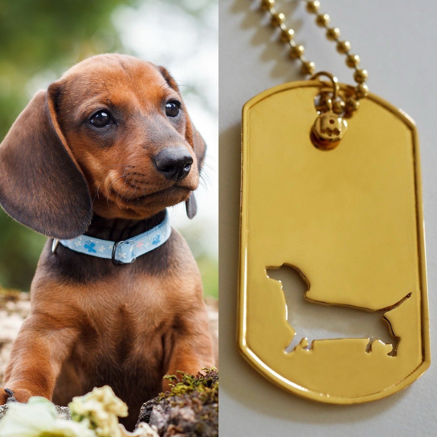 What a cute baby face 😍 Tag your Dachshund loving friends and families 🧡