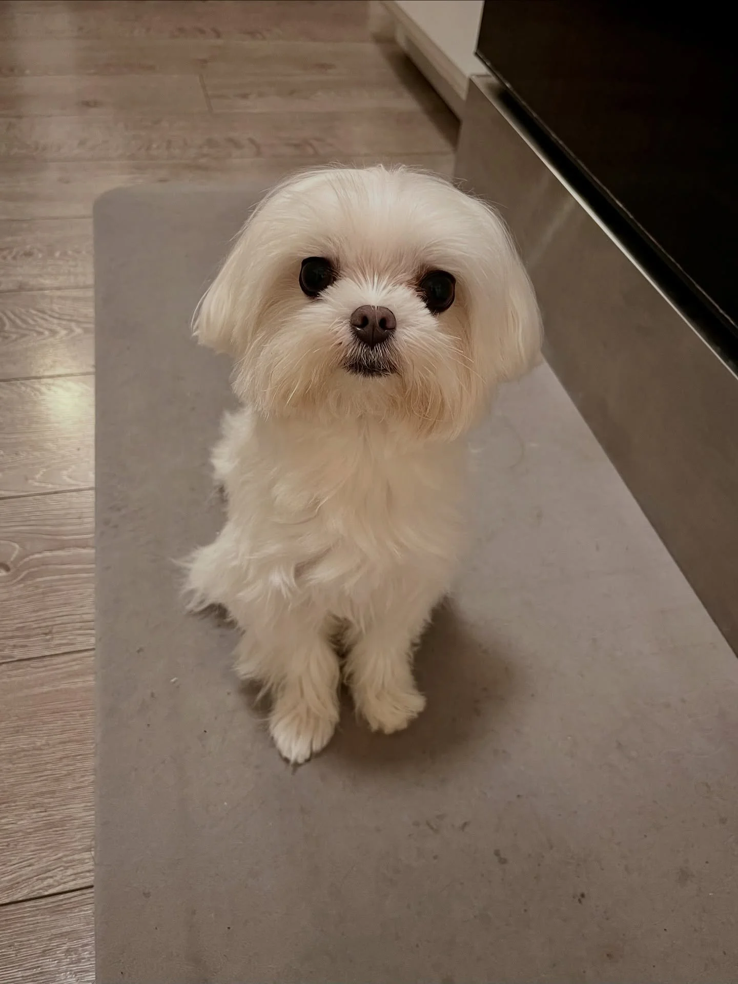 Mikko&rsquo;s photo dump day 😝 A glimpse of her &ldquo;Busy&rdquo; life 😂