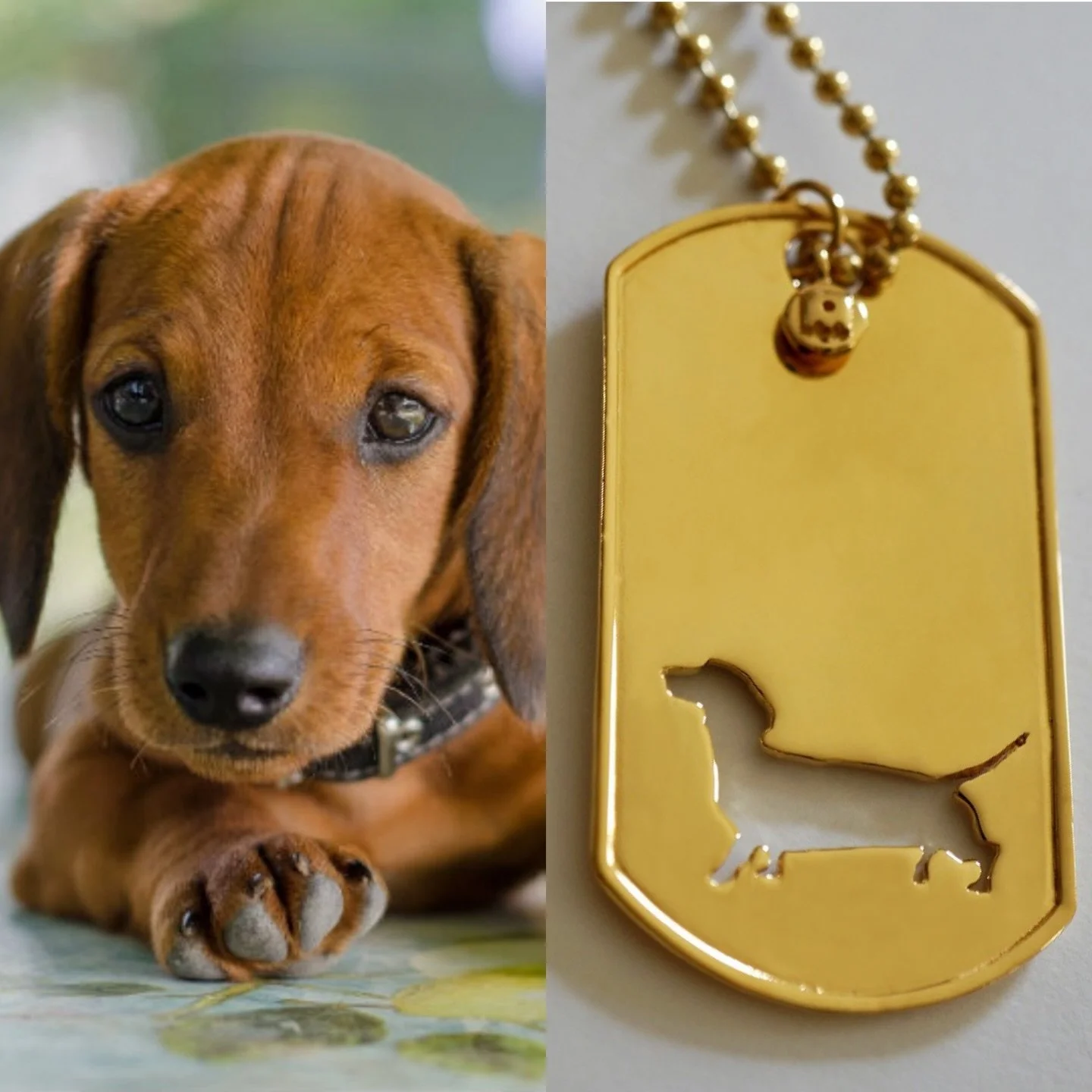 Tag your Dachshund loving friends and families 🥰