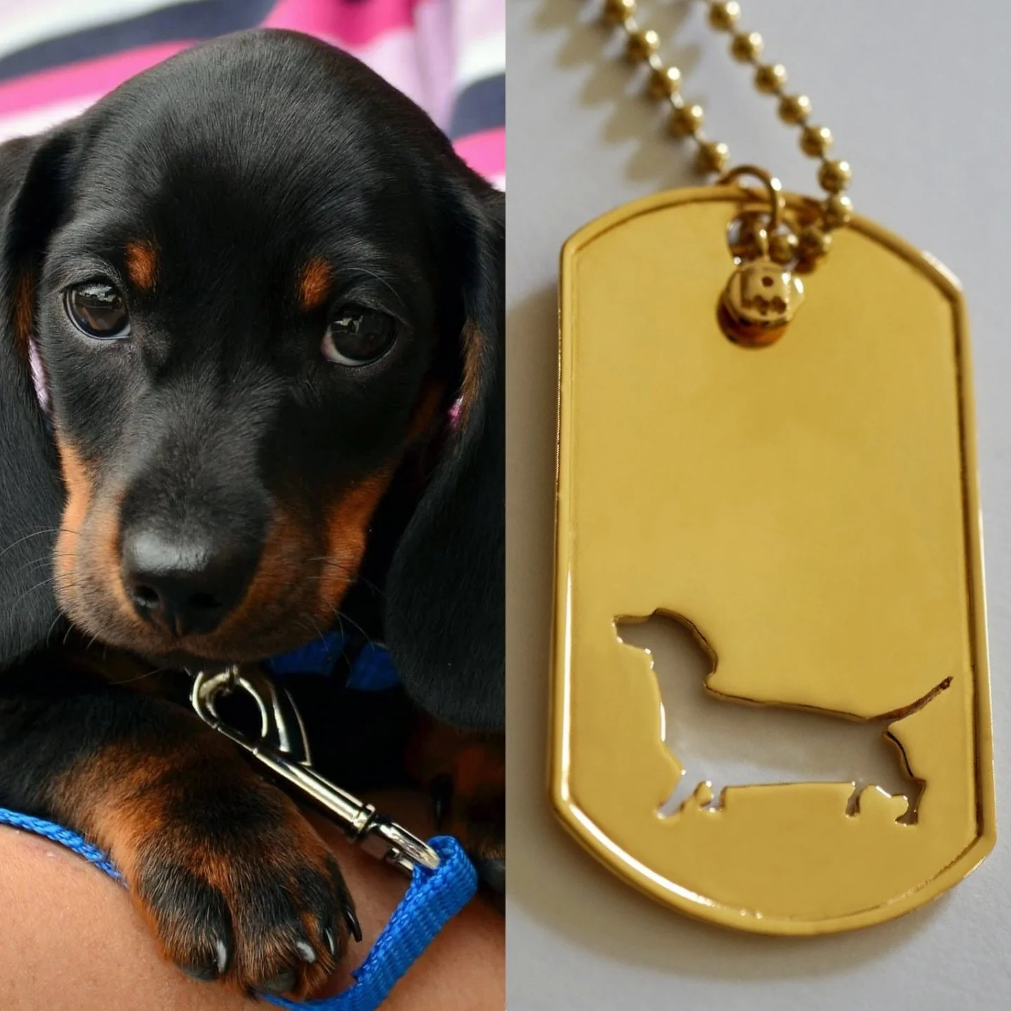 Tag your Dachshund loving friends and families 🥰