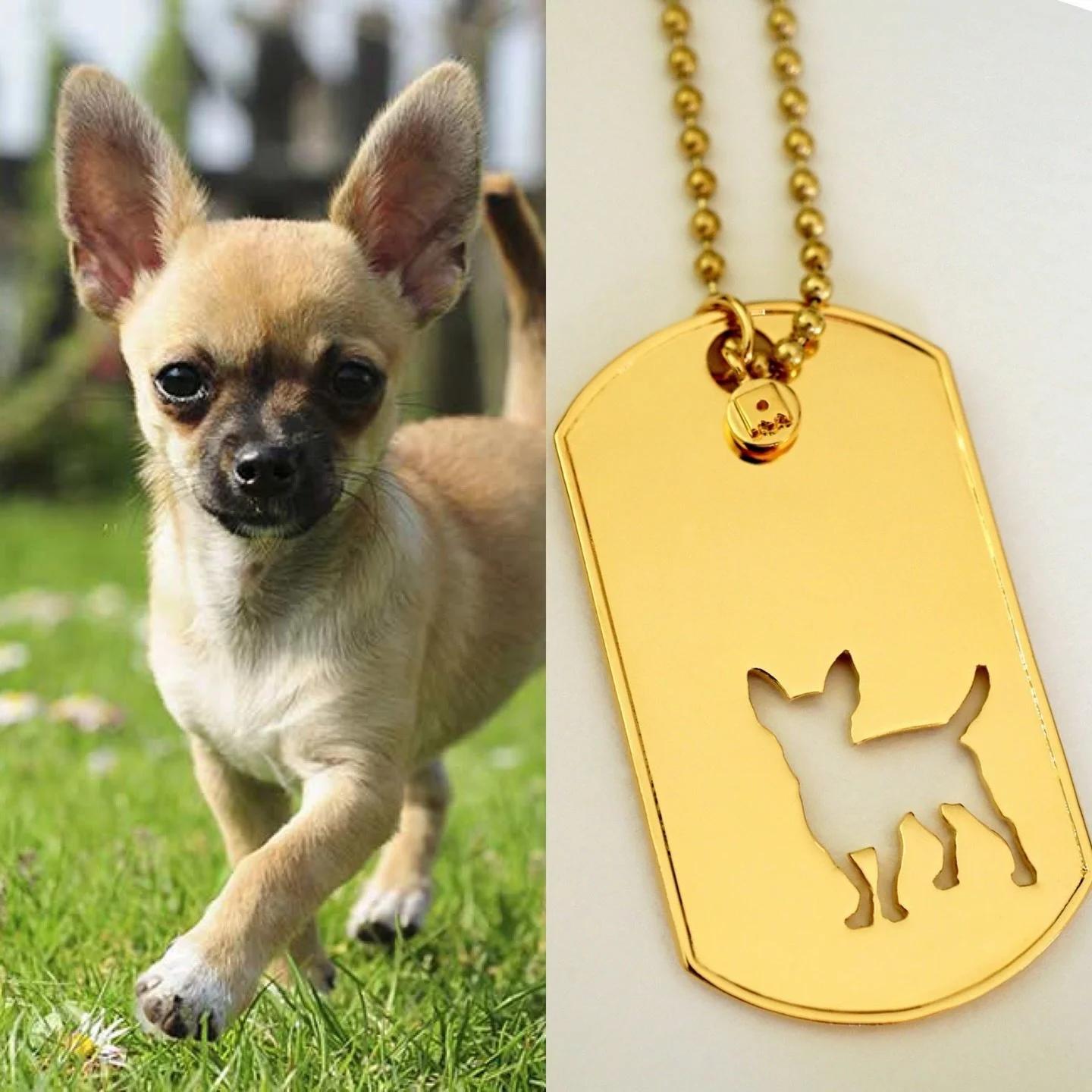 It&rsquo;s a Chihuahua day! 🥰