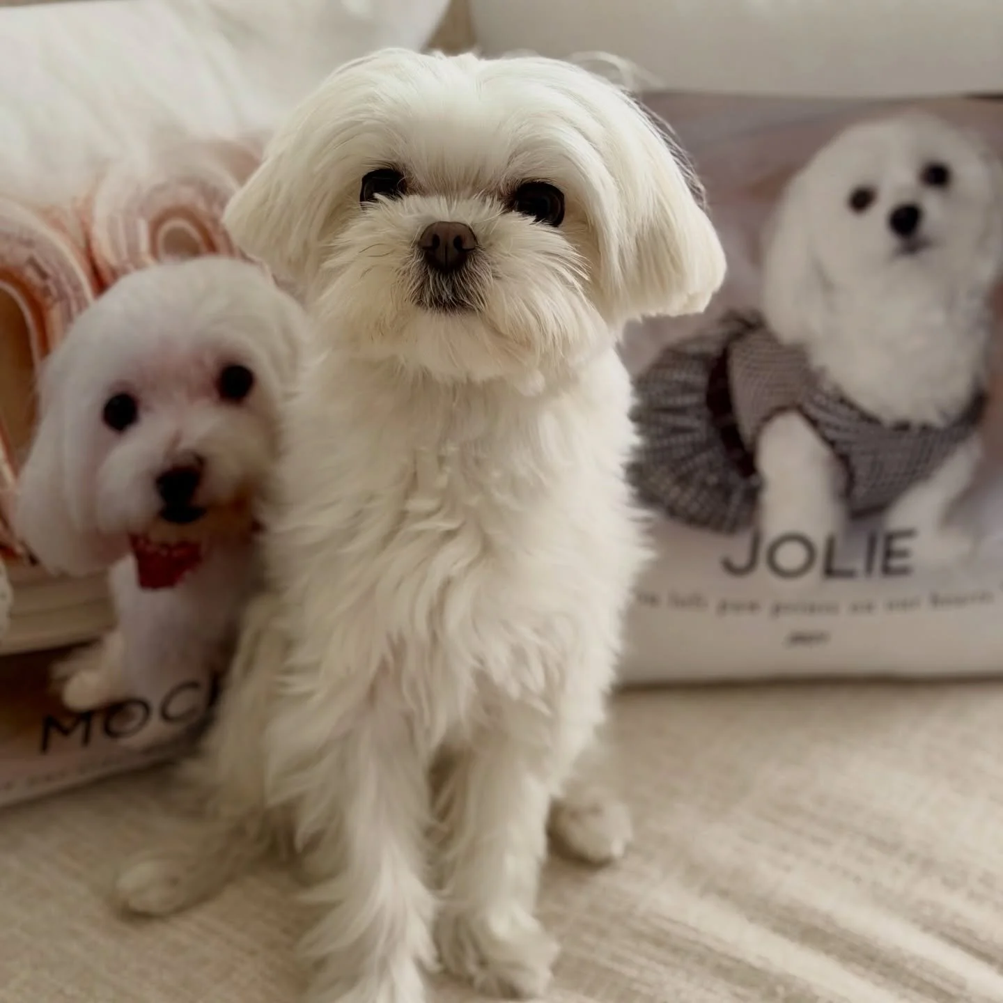 Mikko had a super fun birthday celebration yesterday. Lots of  play time, extra yummy treats and tons of love kisses 🥰 Happy birthday, Mikko! 🥳🥳🥳