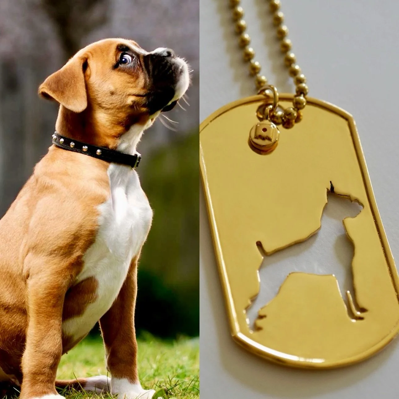 Tag your Boxer loving friends and families 🧡🥰