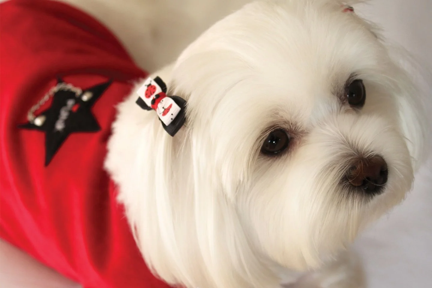 Four years ago on this day, Mochi left this earth and became an angel. Remembering you is easy, I do it everyday. Missing you is the heartache, that never goes away 💔