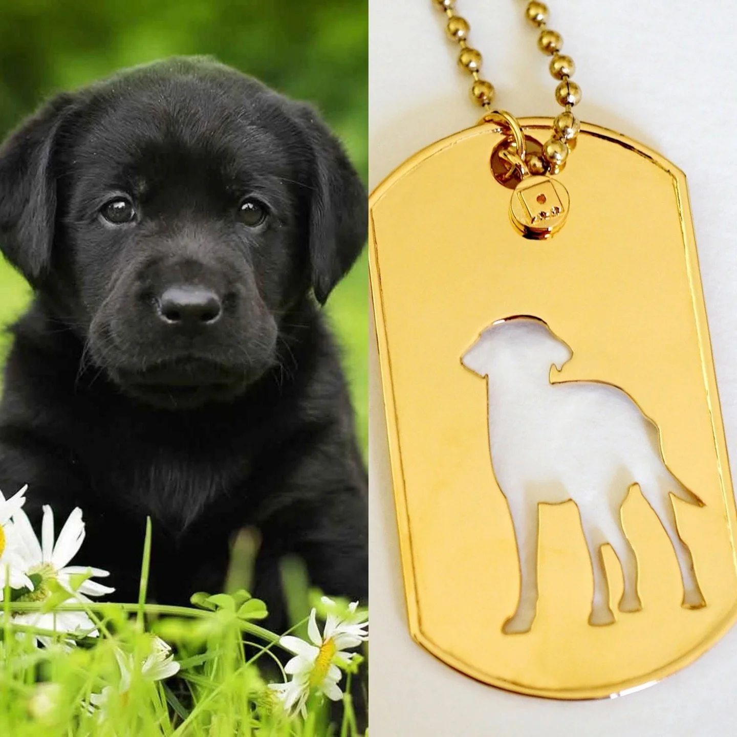 It&rsquo;s a Lab day! 🥰