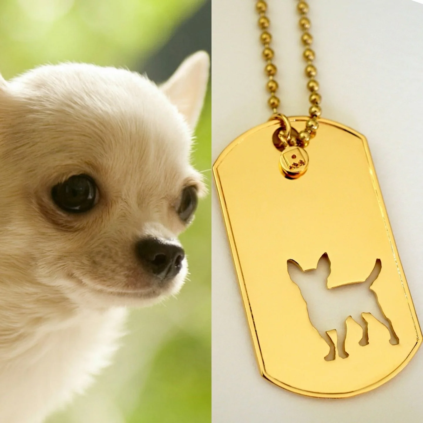 Tag your Chihuahua loving friends and families 🥰