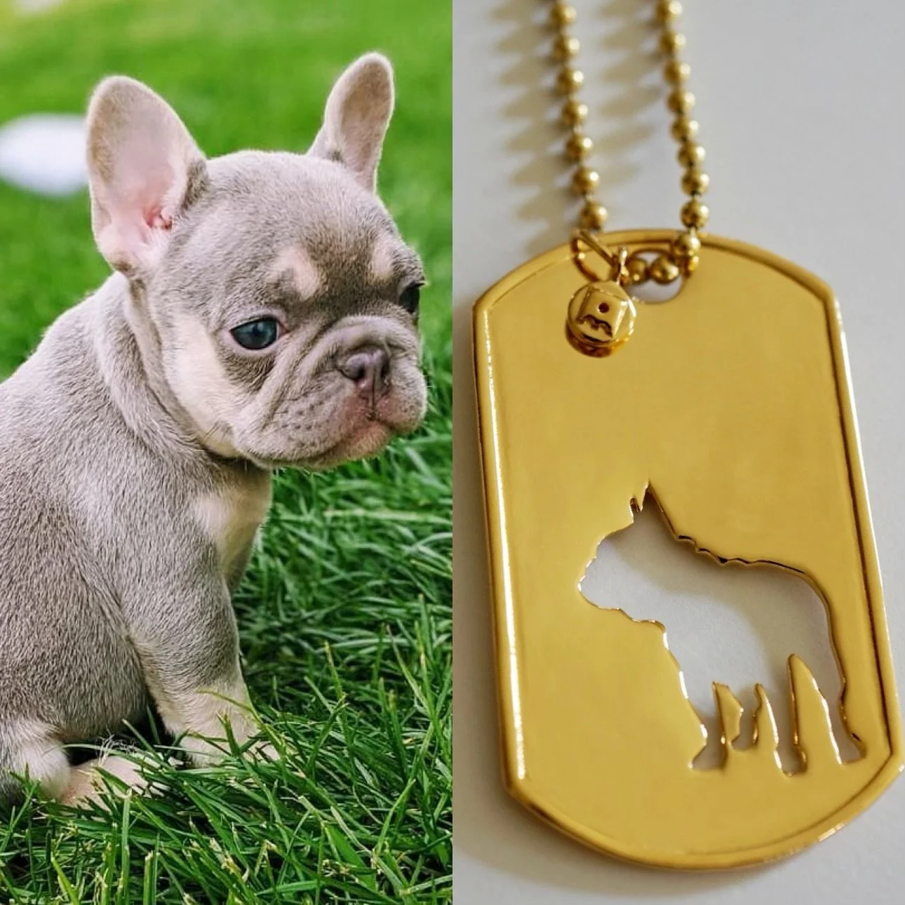 Who can say no to this Frenchie baby? 😍🧡