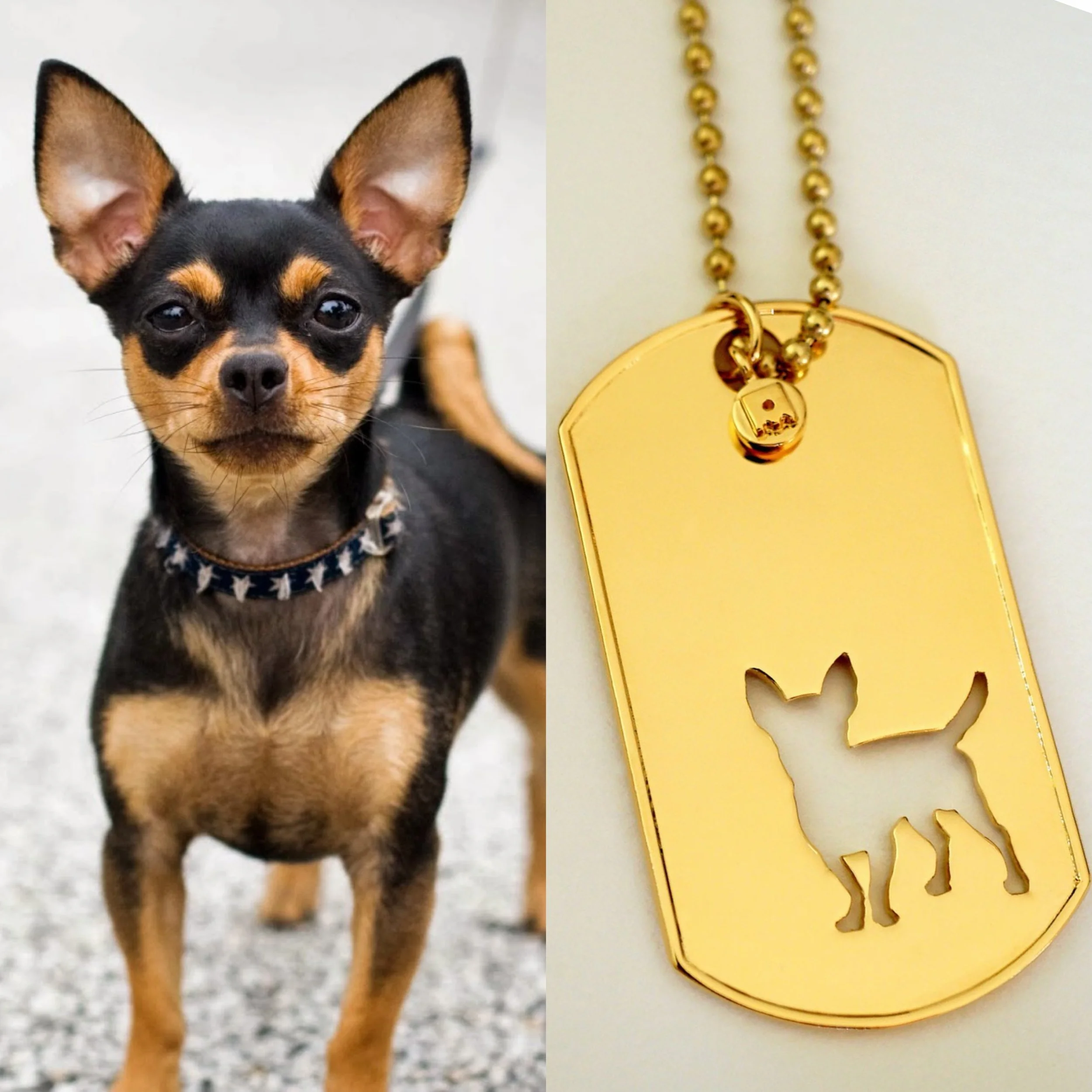 Tag your Chihuahua loving friends and families 🧡