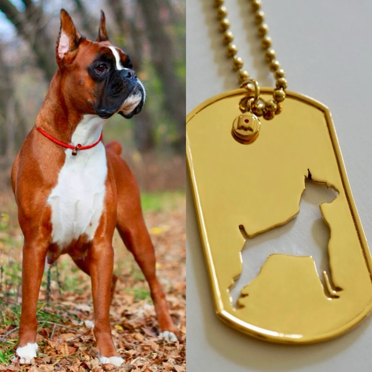 Calling all Boxer lovers 🧡