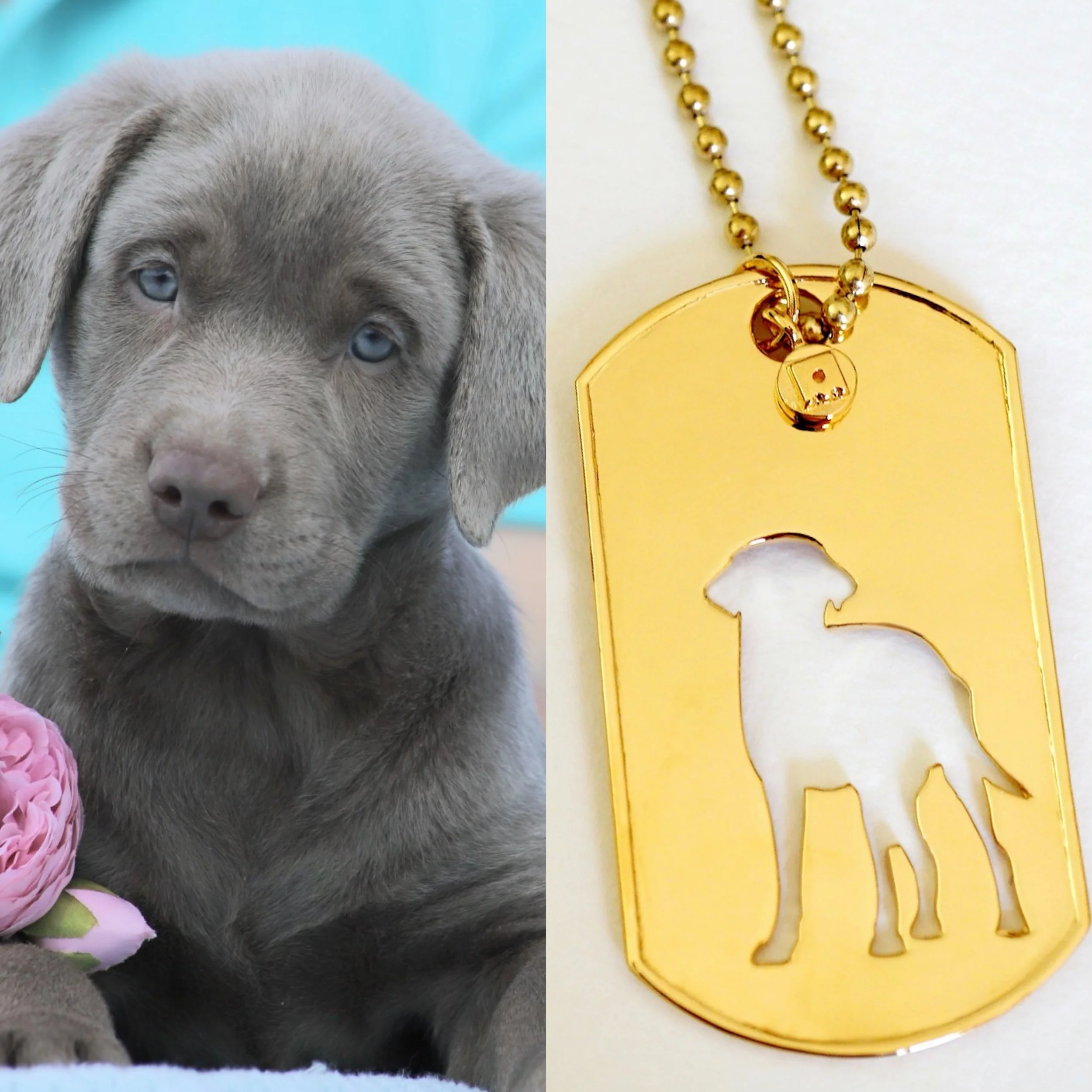 Calling all Labrador lovers 🧡