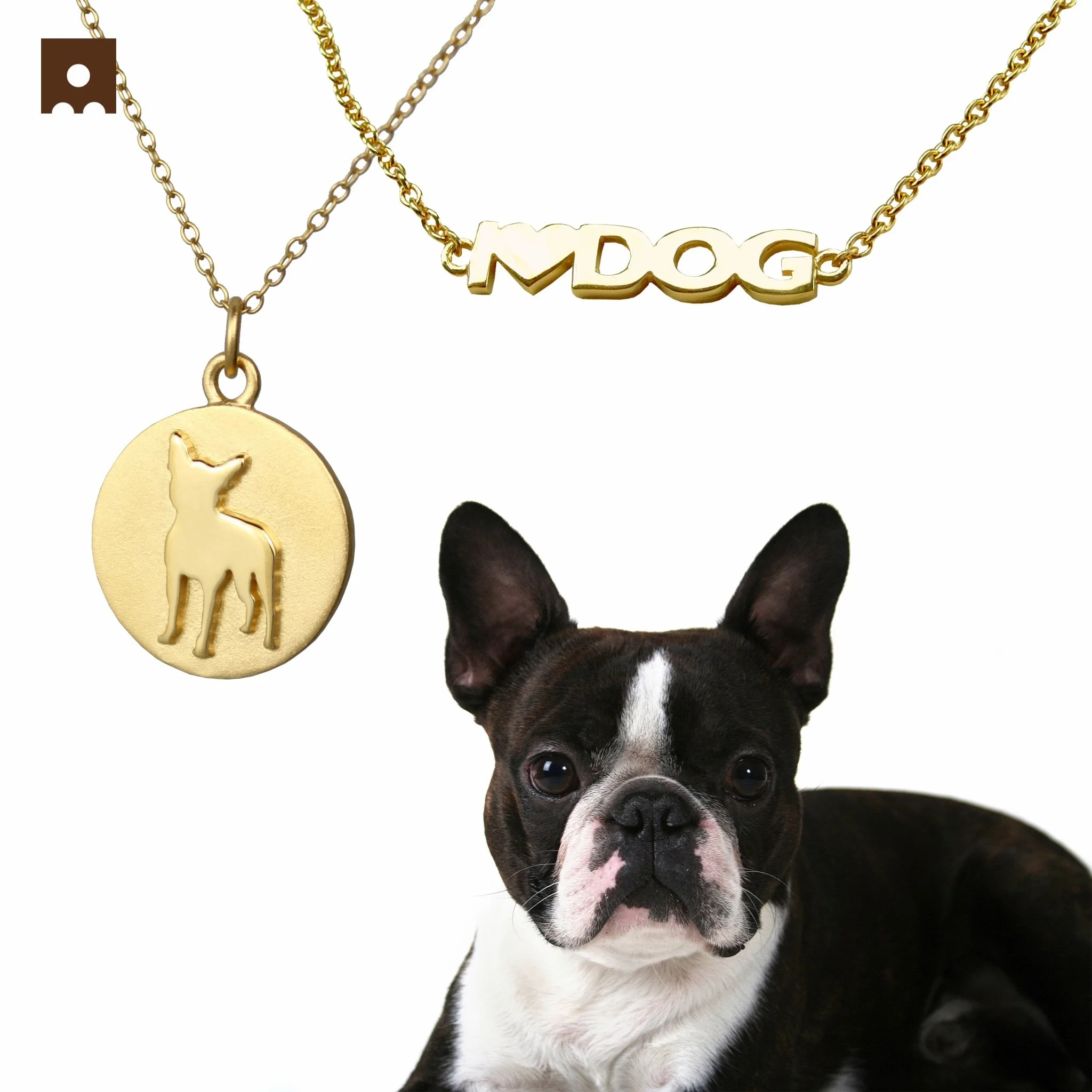 Boston Terrier 🧡
