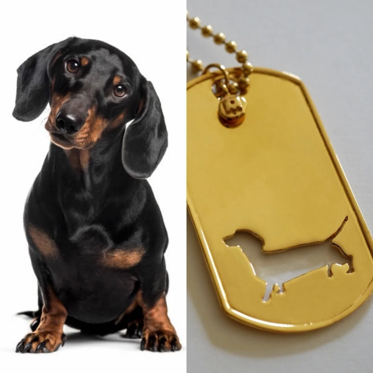 Tag your Dachshund loving friends and families 🥰