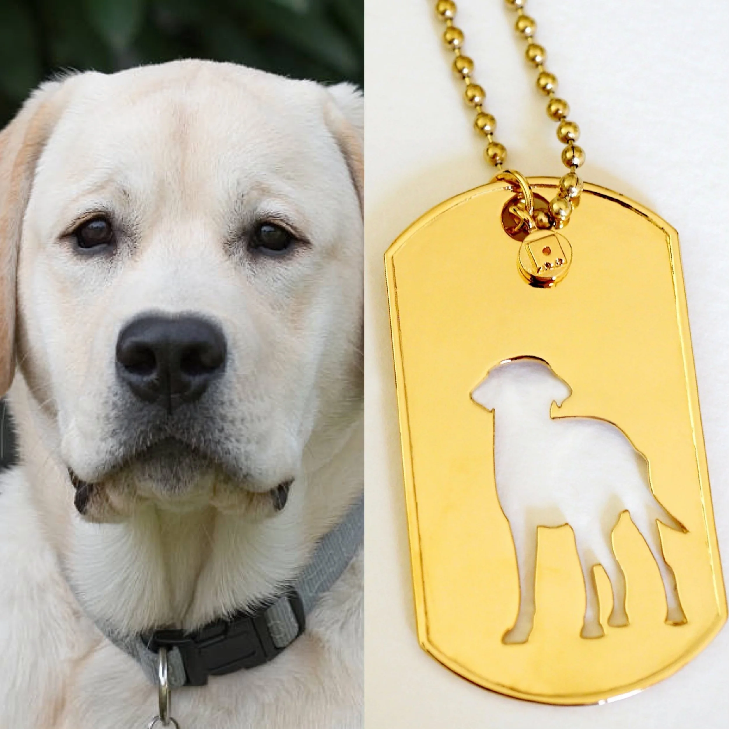 Calling all Lab lovers 🧡
